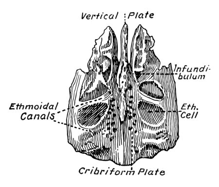 This illustration represents Ethmoid Bone, vintage line drawing or engraving illustration.のイラスト素材