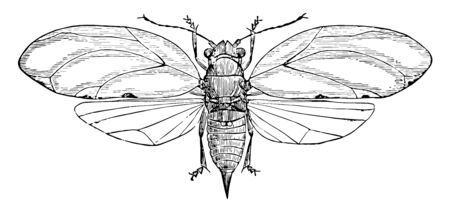Blackberry Psyllid is an insect that feeds on specific plants, vintage line drawing or engraving illustration.のイラスト素材