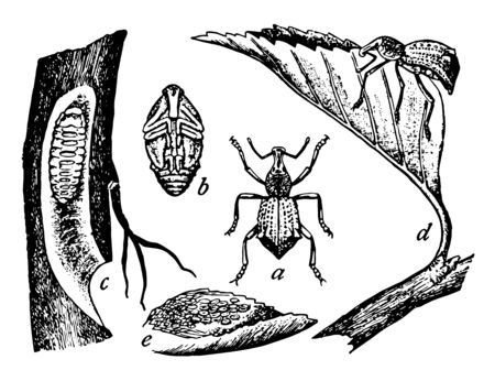 Apple Root Weevil in which eggs on opened leaf, vintage line drawing or engraving illustration.のイラスト素材