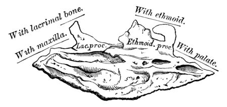 This illustration represents Internal Surface of Turbinated Bone, vintage line drawing or engraving illustration.のイラスト素材