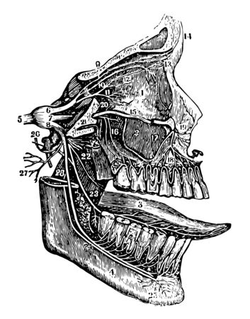 This illustration represents The Fifth Pair of Nerves, vintage line drawing or engraving illustration.のイラスト素材