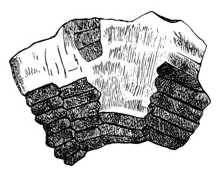 Illustration shows fossil of sea urchin. These are having plates of the shell. Those are overlapping or movable connected by soft parts,  vintage line drawing or engraving illustration.のイラスト素材