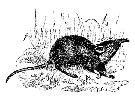 Elephant Shrew is a small mammal in the Macroscelididae family of elephant, vintage line drawing or engraving illustration.のイラスト素材