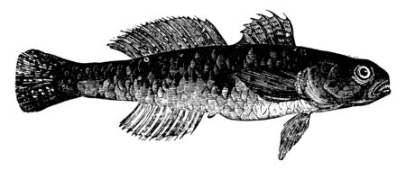 Black Goby is five to six inches long, vintage line drawing or engraving illustration.のイラスト素材
