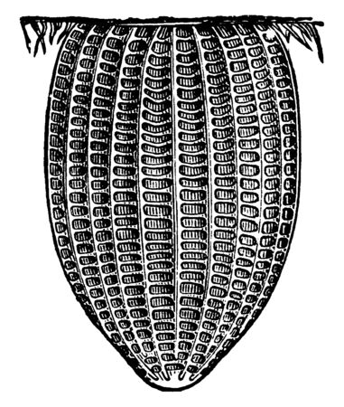 Butterfly is insect in the macrolepidopteran clade Rhopalocera from the order Lepidoptera, vintage line drawing or engraving illustration.のイラスト素材