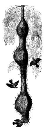 Nests of the Bengal weaver bird which adds a new one to the bottom of the previous season every year, vintage line drawing or engraving illustration.のイラスト素材