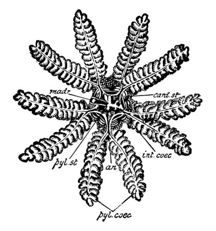 Asterius Rubens also known as common star fish or common sea star. Most common starfish in north east atlantic. It has four long arms.  Illustration shows4-ranked pedicelis & end of pedicel magnified, vintage line drawing or engraving illustration.のイラスト素材