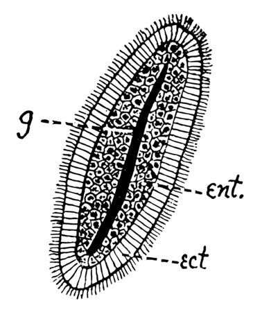 Hydroid Planula formed by the continuance of this process, vintage line drawing or engraving illustration.のイラスト素材