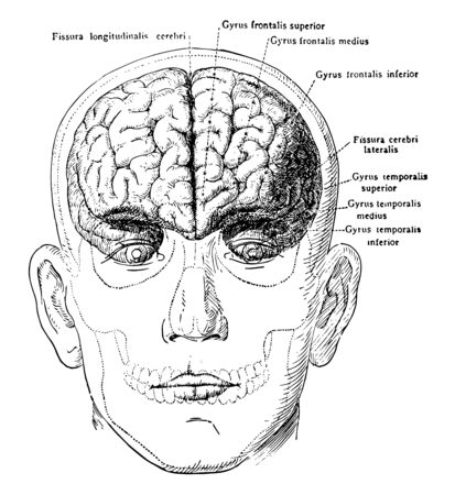 The brain in relation to the skull and face anterior view, vintage line drawing or engraving...