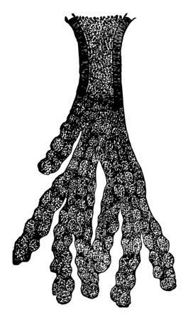 This illustration represents Compound Tubular Gland, vintage line drawing or engraving illustration.のイラスト素材