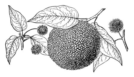 In this image are also known as Toxylon pomiferum tree, vintage line drawing or engraving illustration.のイラスト素材