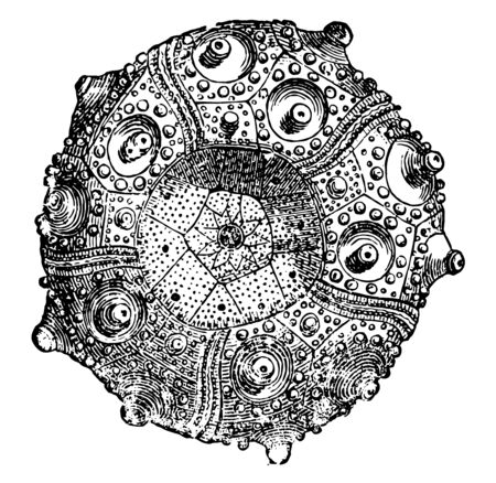 Cidaris coronata also known as turban echinus found in France & England. It has a flat base often concave, in which mouth is situated, vintage line drawing or engraving illustration.のイラスト素材
