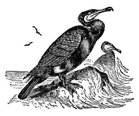 Double crested Cormorant is a member of the cormorant family of seabirds, vintage line drawing or engraving illustration.のイラスト素材