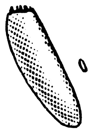 Chinch Bug is a blissus leucopterus species, vintage line drawing or engraving illustration.のイラスト素材