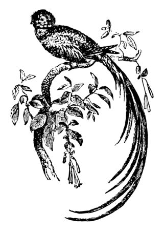 Quezal Bird is a most beautiful Central American bird of the Trogon family, vintage line drawing or engraving illustration.のイラスト素材