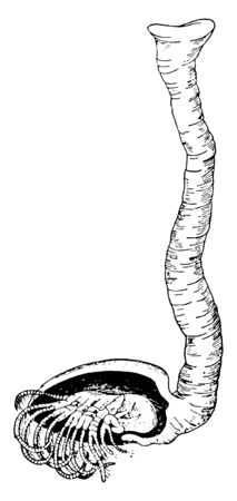 Barnacle is a type of arthropod constituting the infraclass Cirripedia in the subphylum Crustacea, vintage line drawing or engraving illustration.のイラスト素材
