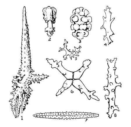 Alcyonarian Spicules is any of various small needle like anatomical structures occurring in organisms, vintage line drawing or engraving illustration.のイラスト素材
