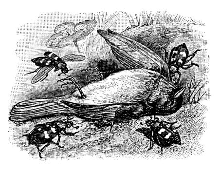 This image represents Burying Beetles Burying a Dead Bird, vintage line drawing or engraving illustration.のイラスト素材