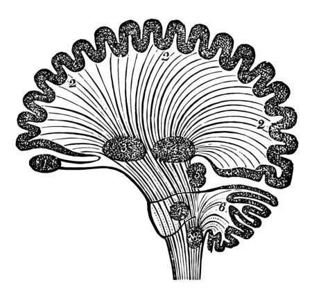 Diagram of human brain in vertical section showing the situation of the different ganglia and the course of fibers, vintage line drawing or engraving illustration.のイラスト素材