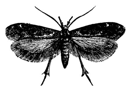 Dorsal View of Gall Moth which is an insect in the Gelechiidae family of Gelechiid moths, vintage line drawing or engraving illustration.のイラスト素材