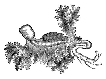 Parasitic Isopod feeds off and eventually replaces the tongues of fish and crabs, vintage line drawing or engraving illustration.のイラスト素材