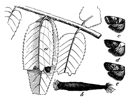 Acrobasis is a genus of moths of the Pyralidae family, vintage line drawing or engraving illustration.のイラスト素材