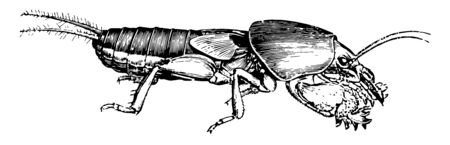 Mole Cricket has a smoky brown color above and a yellowish red below, vintage line drawing or...
