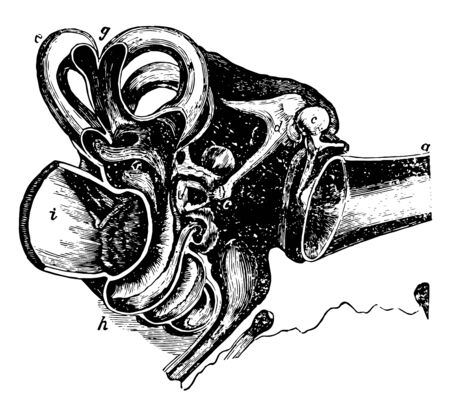 This illustration represents Sectional View of the Ear, vintage line drawing or engraving illustration.のイラスト素材