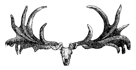 Irish Elk Skull which represents skull of family Cervidae is comprised of forty five species of deer, vintage line drawing or engraving illustration.のイラスト素材