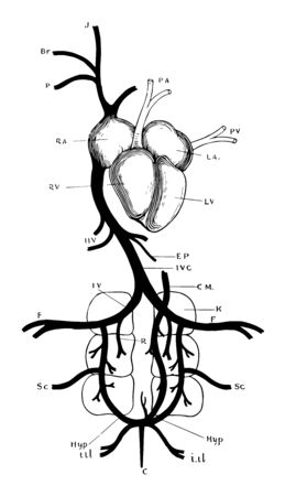Heart and venous system of pigeon, vintage line drawing or engraving illustration.のイラスト素材