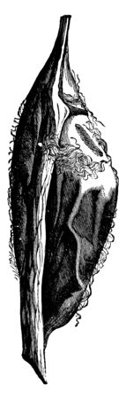 Cocoon of the cecropia moth, vintage line drawing or engraving illustration.のイラスト素材