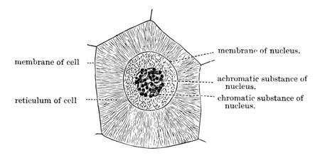 A cell with its reticulum disposed radically from the intestinal epithelium in a worm, vintage line drawing or engraving illustration.のイラスト素材