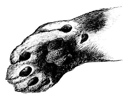 Cat Paw is a phrase derived from La Fontaine fable, vintage line drawing or engraving illustration.のイラスト素材