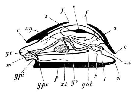 Parts of Mollusc which is any member of the large phylum Mollusca of invertebrate animals, vintage line drawing or engraving illustration.のイラスト素材