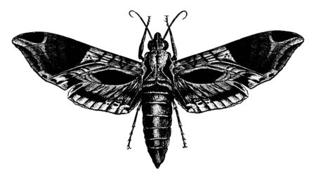 Satellite Sphinx Moth is a large and handsome hawk moth whose larva feeds upon the vine, vintage line drawing or engraving illustration.のイラスト素材
