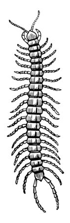 Centipedes are arthropods belonging to the class Chilopoda of the subphylum Myriapoda, vintage line drawing or engraving illustration.のイラスト素材