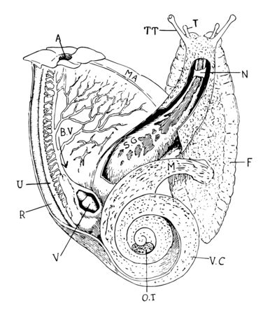 Dissection in which short horn and long horn with eye, vintage line drawing or engraving illustration.のイラスト素材