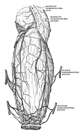 This illustration represents Blood Vessels of the Rectum and Anus, vintage line drawing or engraving illustration.のイラスト素材
