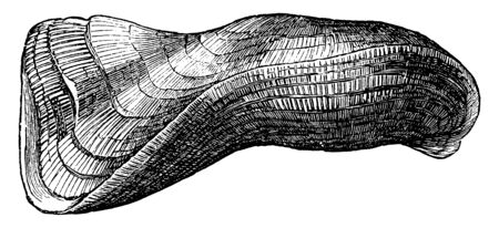 Arca tortuosa is the shell somewhat twisted and striated found in the Indian Ocean, vintage line drawing or engraving illustration.のイラスト素材