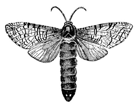 Bombycina with the organs of the mouth in many cases so atrophied as to be unfit for use, vintage line drawing or engraving illustration.のイラスト素材