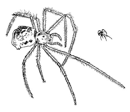 Spiders have eight legs. Spiders are found worldwide on every continent except for Antarctica. Illustration shows small & large Spider web vary in size, shape & amount of thread used, vintage line drawing or engraving illustration.のイラスト素材