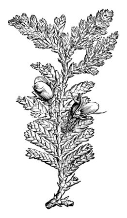 A fruiting branch of Libocedrus, vintage line drawing or engraving illustration.のイラスト素材