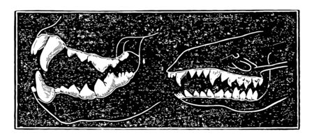 The image on the left are the teeth of a carnivora or flesh-eating animal, vintage line drawing or engraving illustration.のイラスト素材