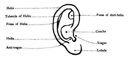 This illustration represents Details of the Ear, vintage line drawing or engraving illustration.のイラスト素材
