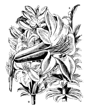 This image portrays the beauty of Lilium washingtonianum; it is a North American plant species in the lily family. It is also known as the Washington lily, Shasta lily, vintage line drawing or engraving illustration.のイラスト素材