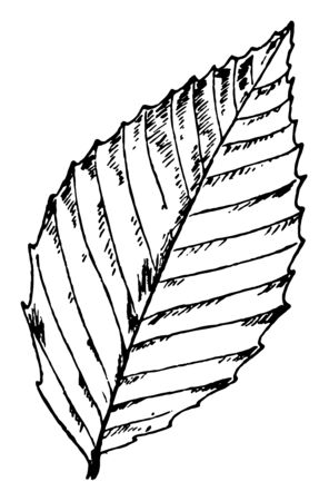 This is a leaves in the frame and it is skimpy, vintage line drawing or engraving illustration.のイラスト素材