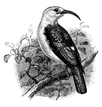 Sickle Billed Vanga is a bird native to Madagascar, vintage line drawing or engraving illustration.のイラスト素材