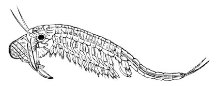 Fairy Shrimp is a species of crustacean belonging to the Anostraca order, vintage line drawing or engraving illustration.のイラスト素材