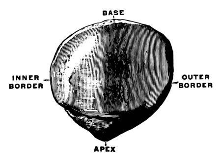 This illustration represents Patella, vintage line drawing or engraving illustration.のイラスト素材