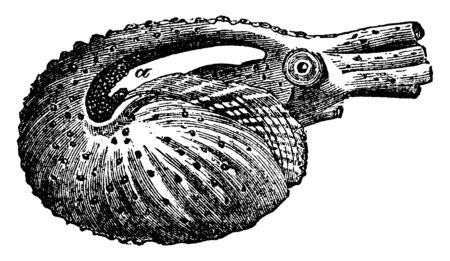 Argonaut is a genus of cephalapodous mollusca pretty generally known by the name of Paper Nautilus, vintage line drawing or engraving illustration.のイラスト素材